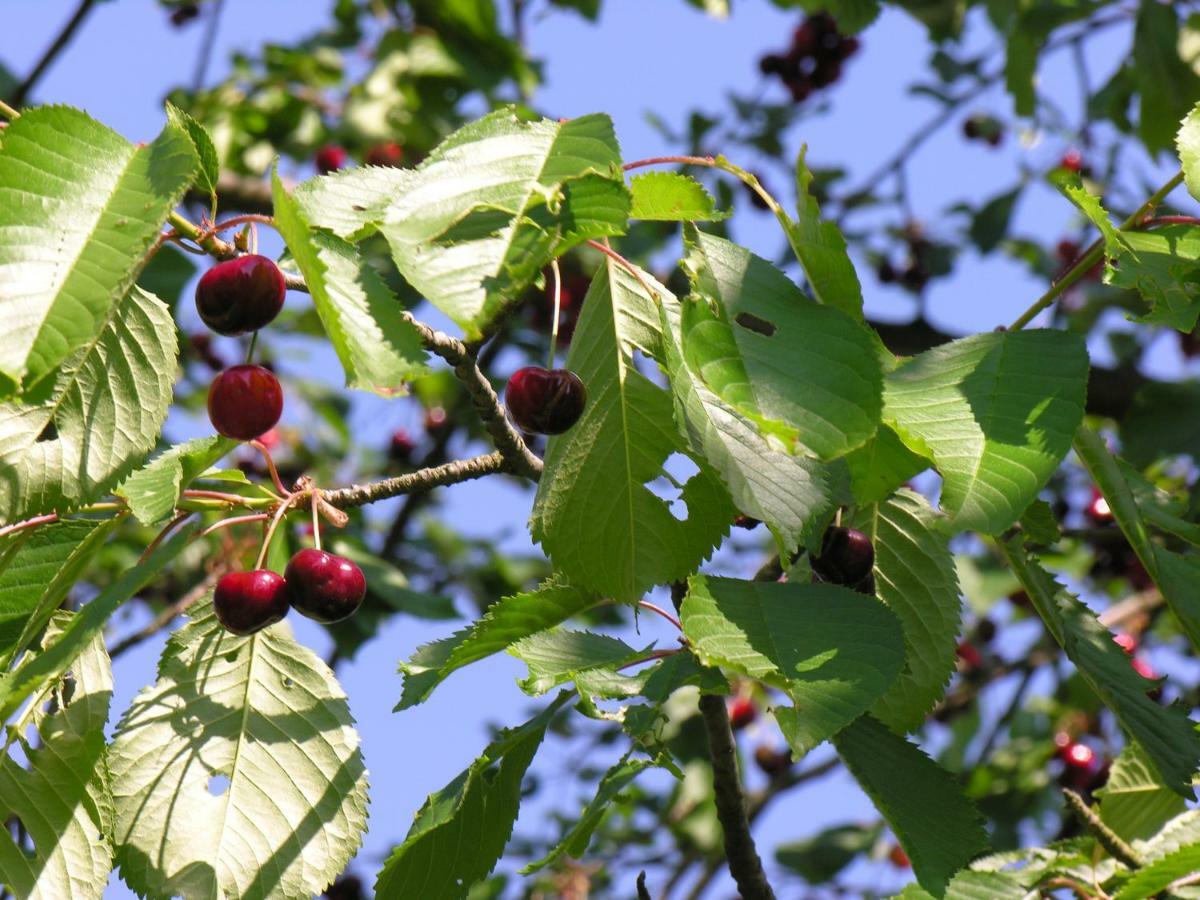 Agroturystyka Pod Sniezna Быстшица-Клодзкая Экстерьер фото